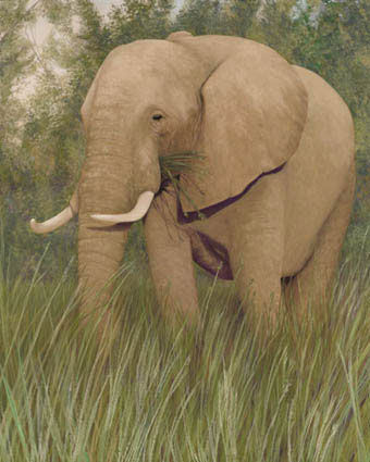 lynn freed tembo