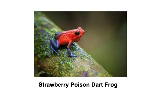 frogman leapold poison dart frog