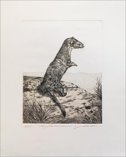 jon roberton long tailed weasel