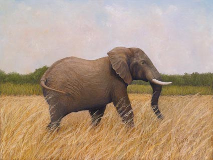 lynn freed walk through zimbabwe
