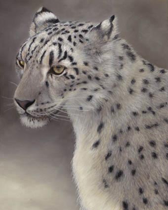 lynn freed snow leopard