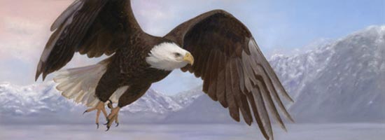 lynn freed valor